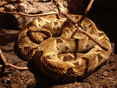 BOTHROPS LANCEOLATUS